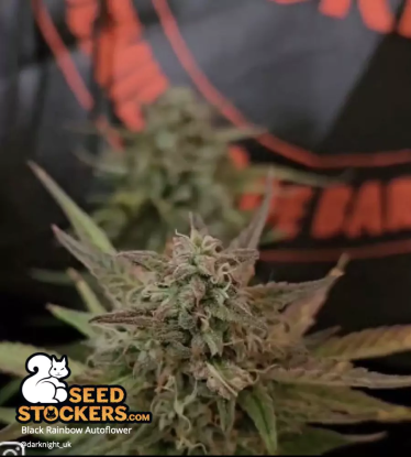 🪴 Black Rainbow© | Graines Cannabis Autofloraison | Achetez sur Seedstockers.fr 🐿️