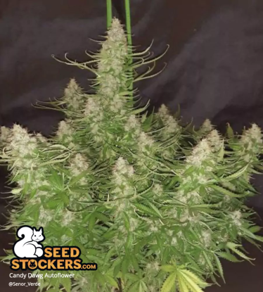 🪴 Candy Dawg© | Graines Cannabis Autofloraison | Achetez sur Seedstockers.fr 🐿️
