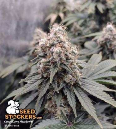 🪴 Candy Dawg© | Graines Cannabis Autofloraison | Achetez sur Seedstockers.fr 🐿️