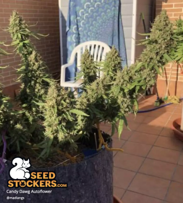 🪴 Candy Dawg© | Graines Cannabis Autofloraison | Achetez sur Seedstockers.fr 🐿️