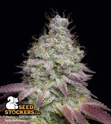 🪴 Blackberry Gum© | Graines de cannabis Féminisées | Achetez sur Seedstockers.fr 🐿️
