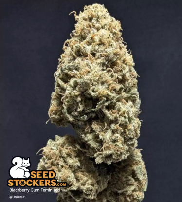 🪴 Blackberry Gum© | Graines de cannabis Féminisées | Achetez sur Seedstockers.fr 🐿️