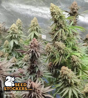 🪴 Blackberry Gum© | Graines de cannabis Féminisées | Achetez sur Seedstockers.fr 🐿️