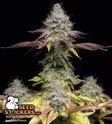 🪴 Blackberry Gum© | Graines de cannabis Féminisées | Achetez sur Seedstockers.fr 🐿️