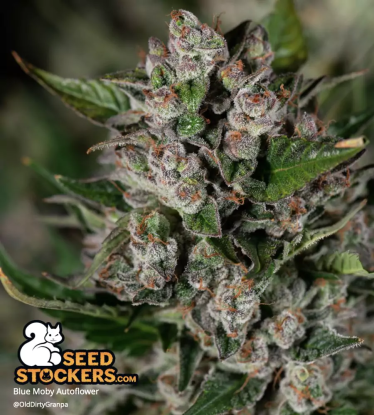 🪴 Blue Moby© | Graines Cannabis Autofloraison | Achetez sur Seedstockers.fr 🐿️