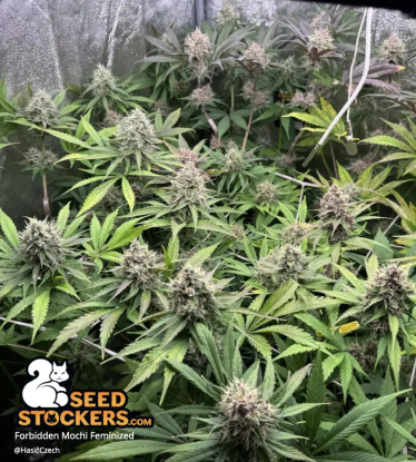 🪴 Forbidden Mochi© | Graines de cannabis Féminisées | Achetez sur Seedstockers.fr 🐿️
