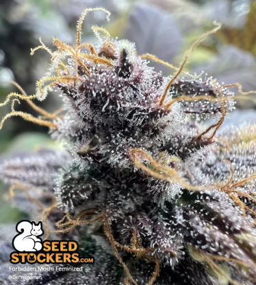 🪴 Forbidden Mochi© | Graines de cannabis Féminisées | Achetez sur Seedstockers.fr 🐿️