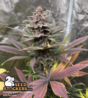 🪴 Forbidden Mochi© Fast | Graines de cannabis Féminisées | Achetez sur Seedstockers.fr 🐿️