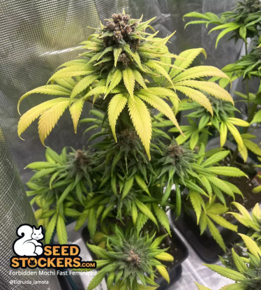 🪴 Forbidden Mochi© Fast | Graines de cannabis Féminisées | Achetez sur Seedstockers.fr 🐿️