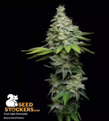 🪴 Fruit Cake© | Graines de cannabis Féminisées | Achetez sur Seedstockers.fr 🐿️