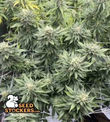 🪴 Fruit Cake© | Graines de cannabis Féminisées | Achetez sur Seedstockers.fr 🐿️