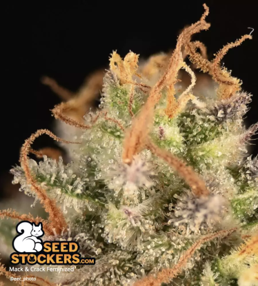 🪴 Mack and Crack© | Graines de cannabis Féminisées | Achetez sur Seedstockers.fr 🐿️