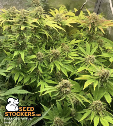 🪴 Mack and Crack© | Graines de cannabis Féminisées | Achetez sur Seedstockers.fr 🐿️