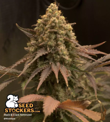 🪴 Mack and Crack© | Graines de cannabis Féminisées | Achetez sur Seedstockers.fr 🐿️