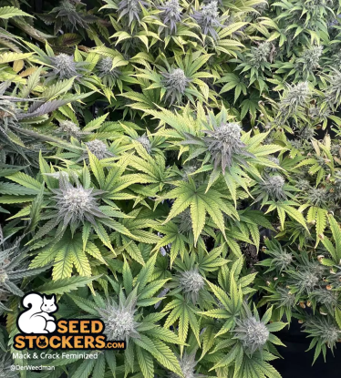 🪴 Mack and Crack© | Graines de cannabis Féminisées | Achetez sur Seedstockers.fr 🐿️
