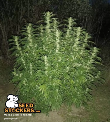 🪴 Mack and Crack© | Graines de cannabis Féminisées | Achetez sur Seedstockers.fr 🐿️