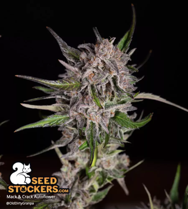 🪴 Mack and Crack© | Graines Cannabis Autofloraison | Achetez sur Seedstockers.fr 🐿️
