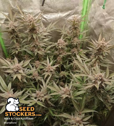 🪴 Mack and Crack© | Graines Cannabis Autofloraison | Achetez sur Seedstockers.fr 🐿️
