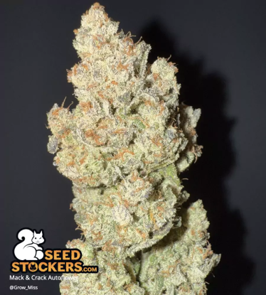 🪴 Mack and Crack© | Graines Cannabis Autofloraison | Achetez sur Seedstockers.fr 🐿️