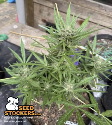 🪴 Mack and Crack© | Graines Cannabis Autofloraison | Achetez sur Seedstockers.fr 🐿️