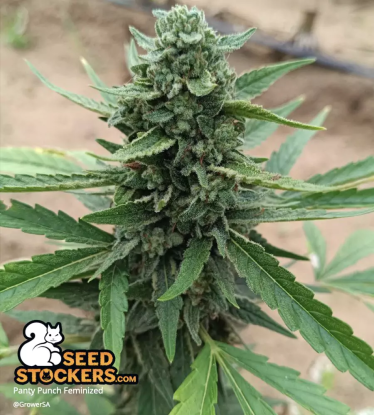 🪴 Panty Punch© | Graines de cannabis Féminisées | Achetez sur Seedstockers.fr 🐿️
