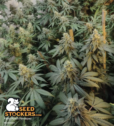 🪴 Panty Punch© | Graines de cannabis Féminisées | Achetez sur Seedstockers.fr 🐿️