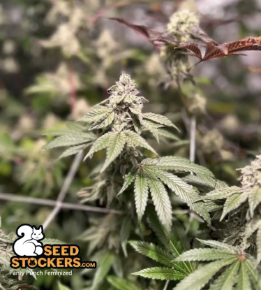 🪴 Panty Punch© | Graines de cannabis Féminisées | Achetez sur Seedstockers.fr 🐿️