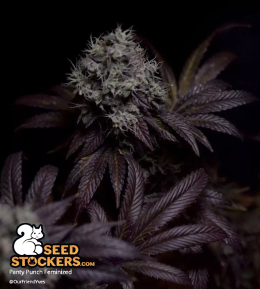 🪴 Panty Punch© | Graines de cannabis Féminisées | Achetez sur Seedstockers.fr 🐿️