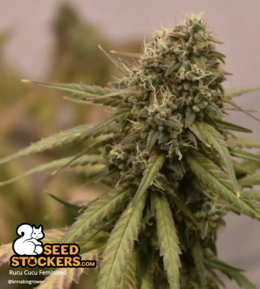 🪴 Rucu Cucu OG© | Graines de cannabis Féminisées | Achetez sur Seedstockers.fr 🐿️