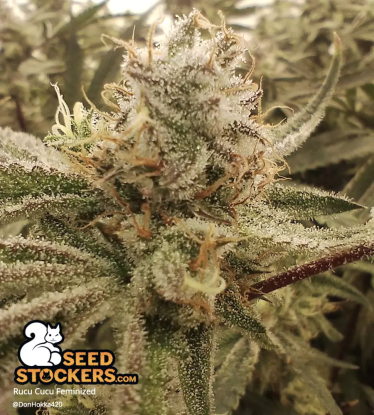 🪴 Rucu Cucu OG© | Graines de cannabis Féminisées | Achetez sur Seedstockers.fr 🐿️