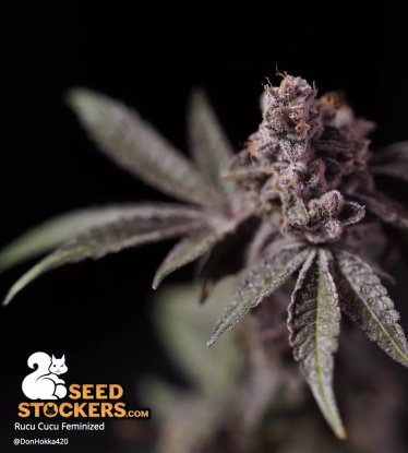 🪴 Rucu Cucu OG© | Graines de cannabis Féminisées | Achetez sur Seedstockers.fr 🐿️