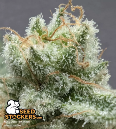 🪴 Rucu Cucu OG© | Graines de cannabis Féminisées | Achetez sur Seedstockers.fr 🐿️