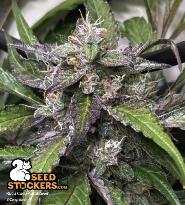 🪴 Rucu Cucu OG© | Graines Cannabis Autofloraison | Achetez sur Seedstockers.fr 🐿️