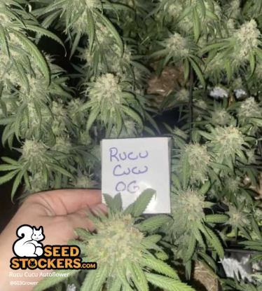 🪴 Rucu Cucu OG© | Graines Cannabis Autofloraison | Achetez sur Seedstockers.fr 🐿️