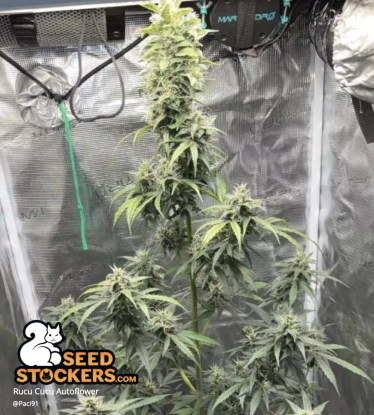 🪴 Rucu Cucu OG© | Graines Cannabis Autofloraison | Achetez sur Seedstockers.fr 🐿️