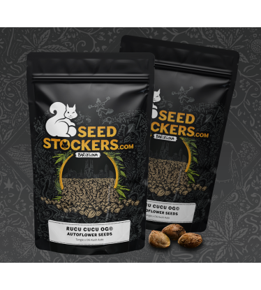 🪴 Rucu Cucu OG© | Graines Cannabis Autofloraison | Achetez sur Seedstockers.fr 🐿️