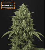 🍋 Graines Gelonade Autofloraison | Seedstockers.fr 🐿️
