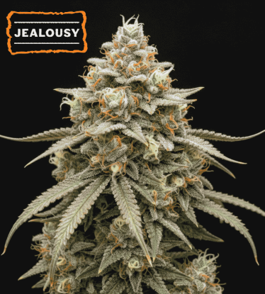 🪴 Jealousy Autofloraison | Graines de Cannabis Autofloraison | Shop chez Seedstockers.fr 🐿️