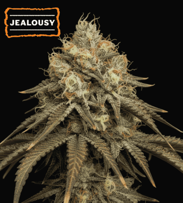 🪴 Jealousy Féminisée | Graines de Cannabis Féminisées | Shop chez Seedstockers.fr 🐿️