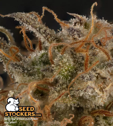 🪴 Santa Marta Haze© | Graines Cannabis Autofloraison | Achetez sur Seedstockers.fr 🐿️