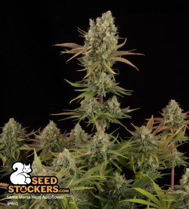 🪴 Santa Marta Haze© | Graines Cannabis Autofloraison | Achetez sur Seedstockers.fr 🐿️