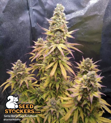 🪴 Santa Marta Haze© | Graines Cannabis Autofloraison | Achetez sur Seedstockers.fr 🐿️