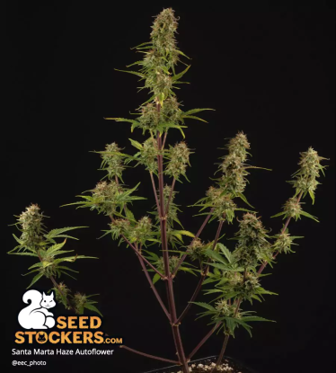 🪴 Santa Marta Haze© | Graines Cannabis Autofloraison | Achetez sur Seedstockers.fr 🐿️