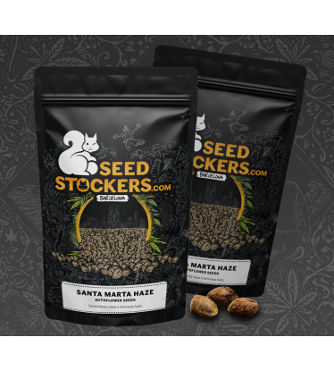 🪴 Santa Marta Haze© | Graines Cannabis Autofloraison | Achetez sur Seedstockers.fr 🐿️