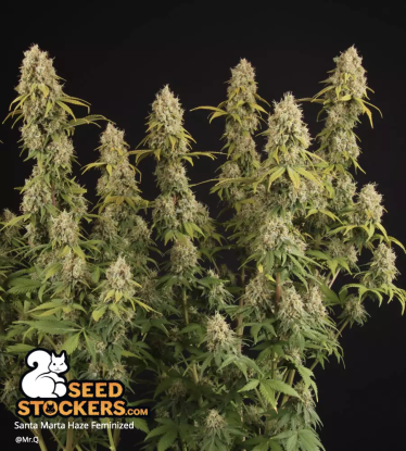🪴 Santa Marta Haze© | Graines de cannabis Féminisées | Achetez sur Seedstockers.fr 🐿️