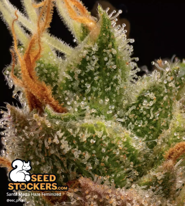🪴 Santa Marta Haze© | Graines de cannabis Féminisées | Achetez sur Seedstockers.fr 🐿️