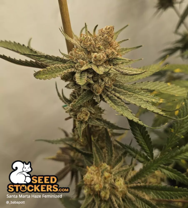 🪴 Santa Marta Haze© | Graines de cannabis Féminisées | Achetez sur Seedstockers.fr 🐿️