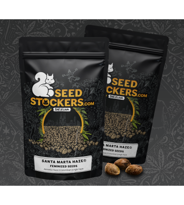 🪴 Santa Marta Haze© | Graines de cannabis Féminisées | Achetez sur Seedstockers.fr 🐿️