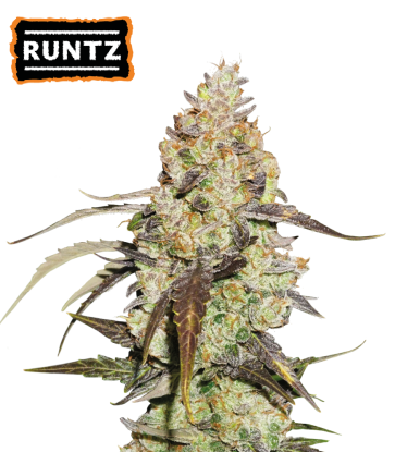 🪴 Runtz | Graines de Cannabis Féminisées | Acheter sur seedstockers.fr 🐿️