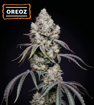 🍪 Oreoz Graines de Cannabis Féminisées | Seedstockers.fr 🐿️